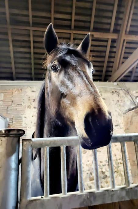 Gite Au Haras D'Agathe Et Ses Princes Les Barils Экстерьер фото