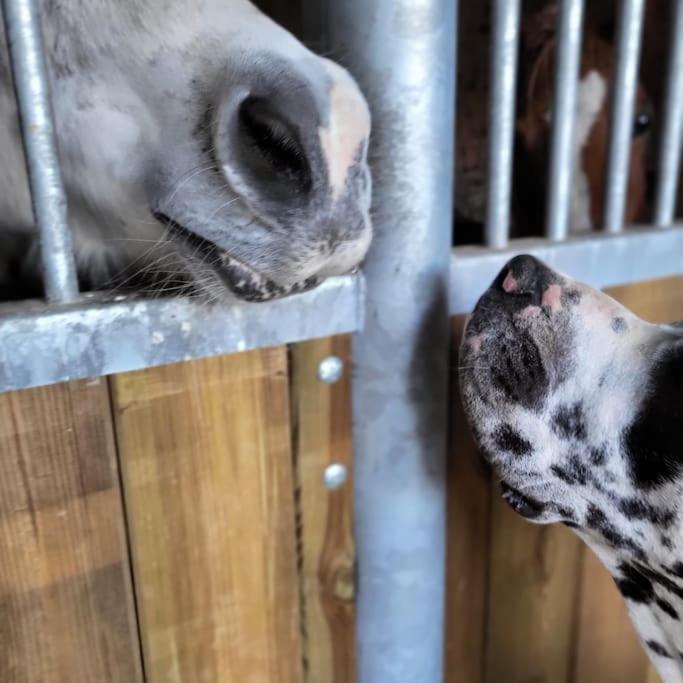 Gite Au Haras D'Agathe Et Ses Princes Les Barils Экстерьер фото